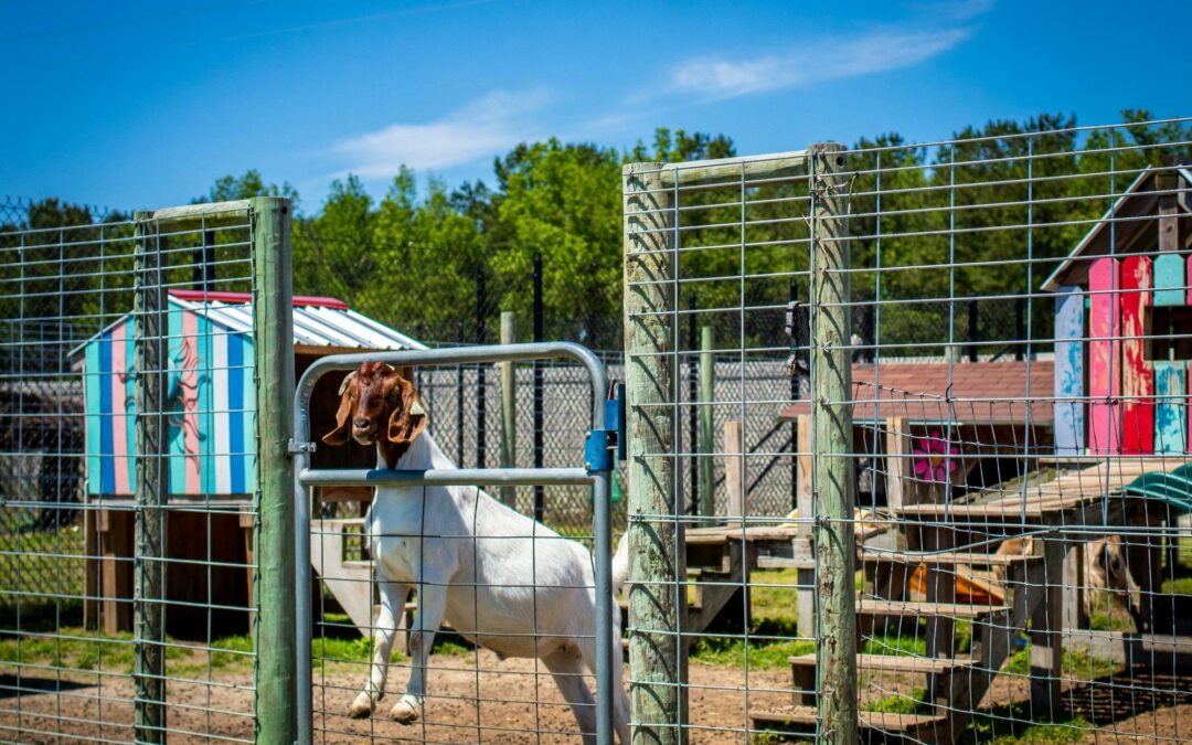 Quelles réglementations pour utiliser une clôture comme enclos pour animaux ?