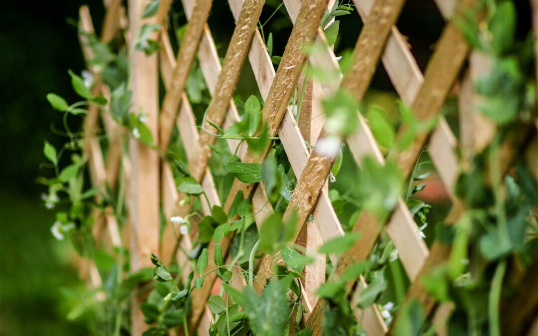 5 avantages du treillage en bois